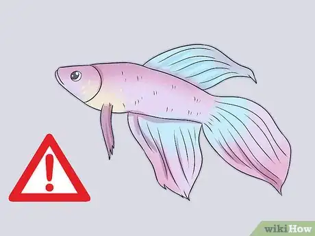 Imagen titulada Tell How Old a Betta Fish Is Step 4