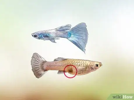 Imagen titulada Identify Male and Female Guppies Step 4