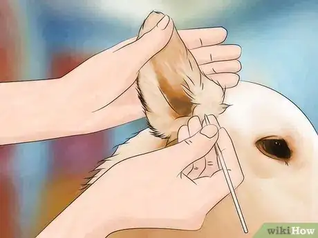 Imagen titulada Treat Ear Mites Step 3