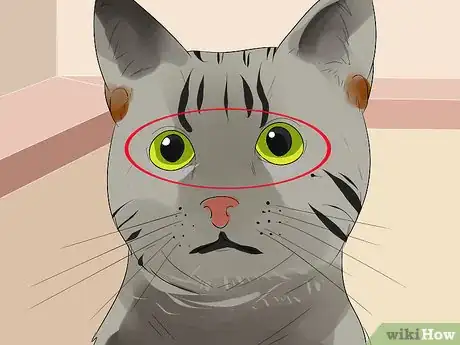 Imagen titulada Identify an Egyptian Mau Step 2