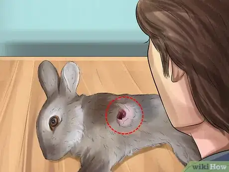 Imagen titulada Tell if Your Rabbit Is in Pain Step 8