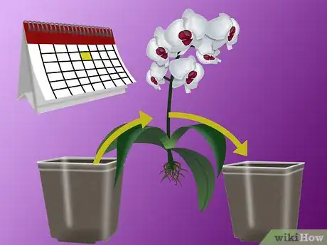 Imagen titulada Grow Orchids Step 7