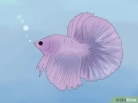 Imagen titulada Tell if a Betta Fish Is Sick Step 1