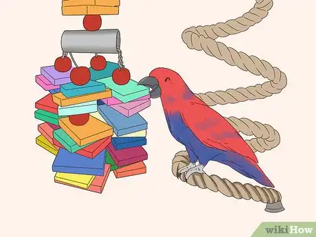 Imagen titulada Know if an Eclectus Is Right for You Step 12