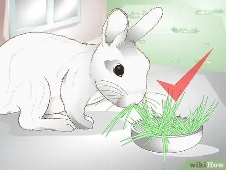 Imagen titulada Care for a Rabbit with GI Stasis Step 12