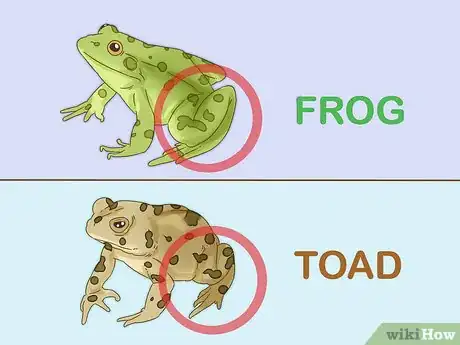 Imagen titulada Tell the Difference Between a Frog and a Toad Step 1