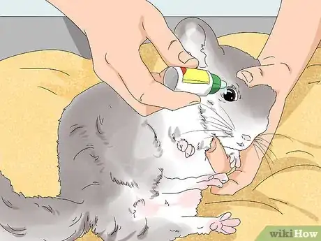 Imagen titulada Treat Eye Irritations in Chinchillas Step 7