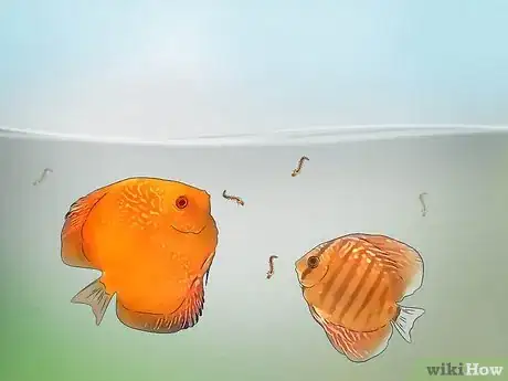 Imagen titulada Breed Discus Step 6