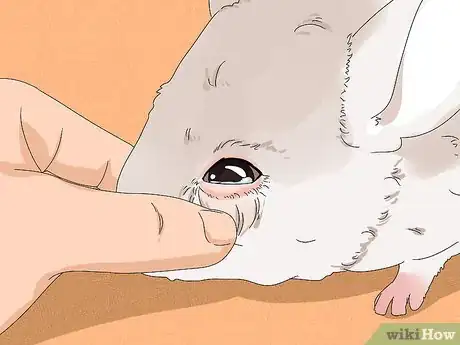 Imagen titulada Treat Eye Irritations in Chinchillas Step 3