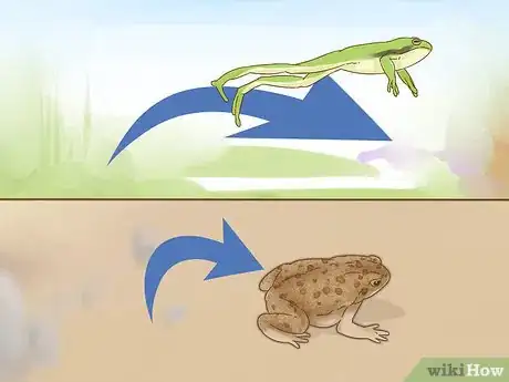 Imagen titulada Tell the Difference Between a Frog and a Toad Step 6