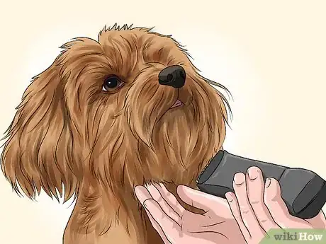 Imagen titulada Groom Your Yorkie Poo Step 9