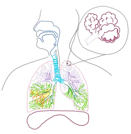 Imagen titulada Alveoli_respsyst_gb2653.png