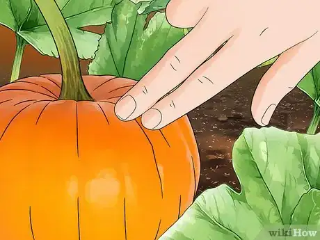 Imagen titulada Grow a Pumpkin Step 11