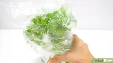 Imagen titulada Keep Cilantro Fresh Step 16