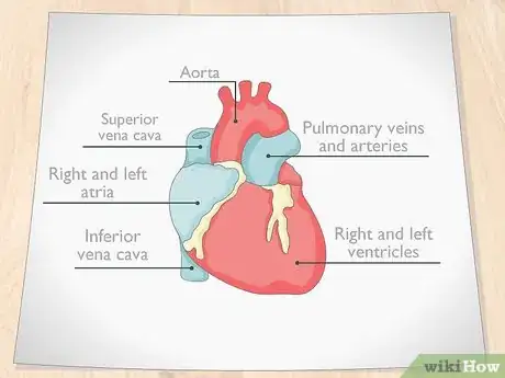 Imagen titulada Draw a Human Heart Step 10