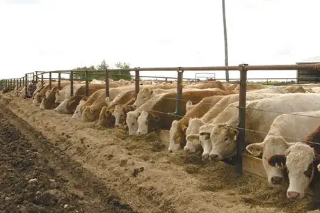 Imagen titulada Cattle 0102 Feedlot_cmyk