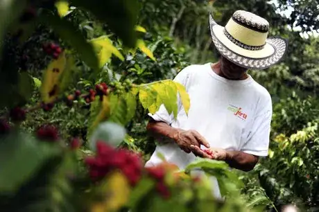 Imagen titulada NP Coffee Farmer3