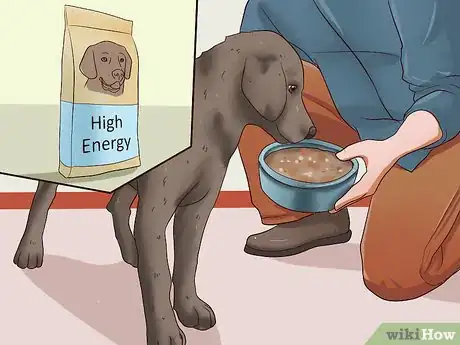 Imagen titulada Fatten Up a Dog Step 10