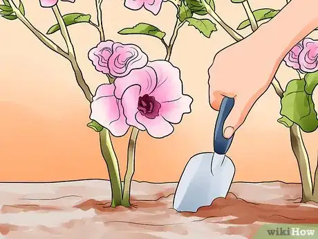 Imagen titulada Propagate Rose of Sharon Cuttings Step 8