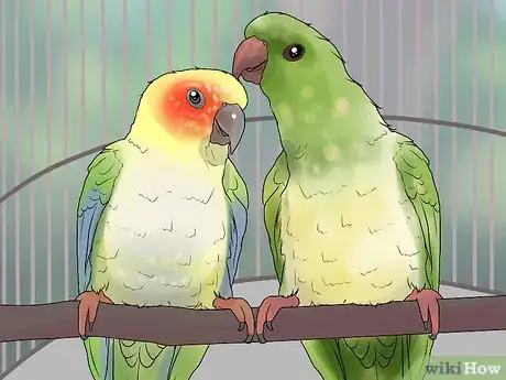 Imagen titulada Bond a Pair of Conures Step 11