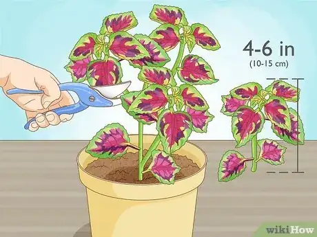 Imagen titulada Grow Coleus Step 7