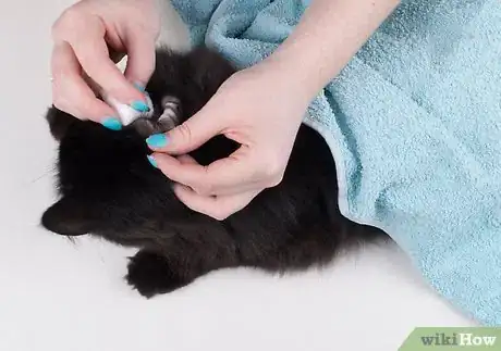 Imagen titulada Remove Ear Wax from Cats Step 10