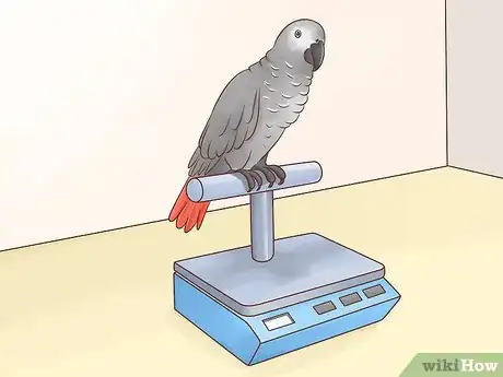 Imagen titulada Feed an African Grey Parrot Step 12