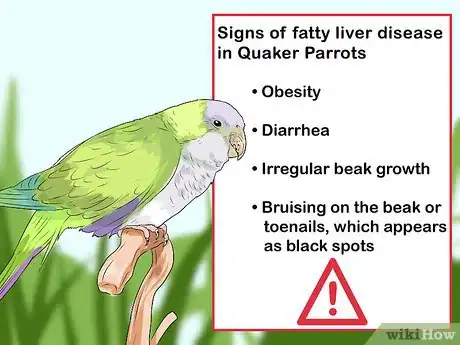 Imagen titulada Spot Signs of Illness in Quaker Parrots Step 1