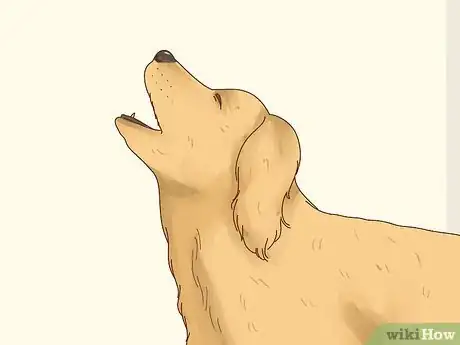 Imagen titulada Tell if Your Dog Is in Heat Step 12