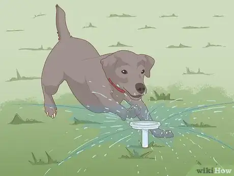 Imagen titulada Safely Introduce Your Dog to Water Step 3