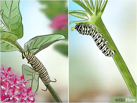 Imagen titulada Identify a Caterpillar Step 4