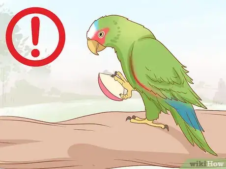 Imagen titulada Identify Parrots Step 11