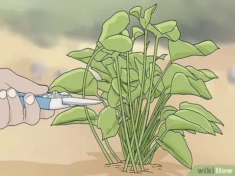 Imagen titulada Prune Philodendron Step 8