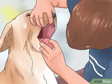 Imagen titulada Save a Choking Dog Step 4