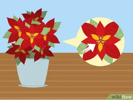 Imagen titulada Care for Poinsettias Step 4