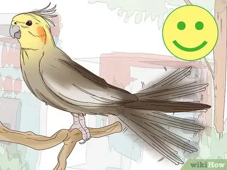 Imagen titulada Understand Cockatiel Gestures Step 1