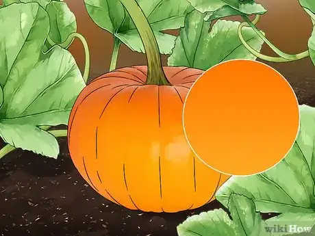 Imagen titulada Grow a Pumpkin Step 10