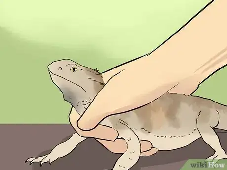 Imagen titulada Train a Bearded Dragon Step 5