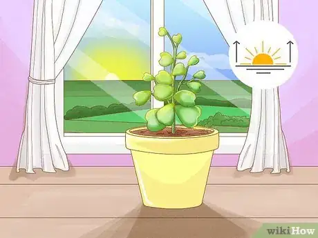 Imagen titulada Get a Hoya Plant to Bloom Step 5