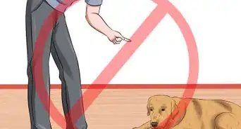 usar almohadillas absorbentes para entrenar a tu perro