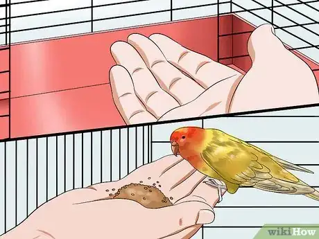 Imagen titulada Gain Your Parakeet's Trust Step 4