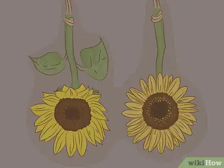 Imagen titulada Dry Sunflowers Step 3