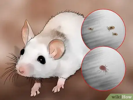 Imagen titulada Get Rid of Mites on Pet Mice Step 1