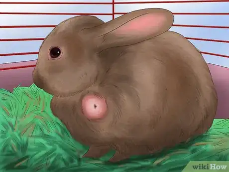 Imagen titulada Raise a Healthy Bunny Step 18