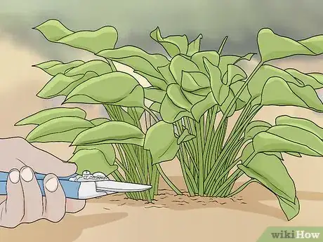 Imagen titulada Prune Philodendron Step 3