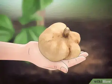 Imagen titulada Grow Jicama Step 16