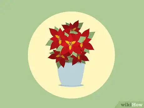 Imagen titulada Care for Poinsettias Step 1