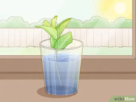 Imagen titulada Grow Mint in a Pot Step 9