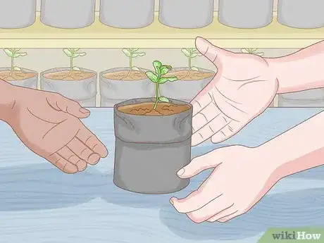 Imagen titulada Grow Mint in a Pot Step 6