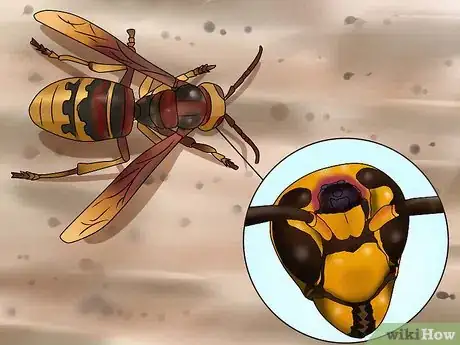 Imagen titulada Identify a Hornet Step 8